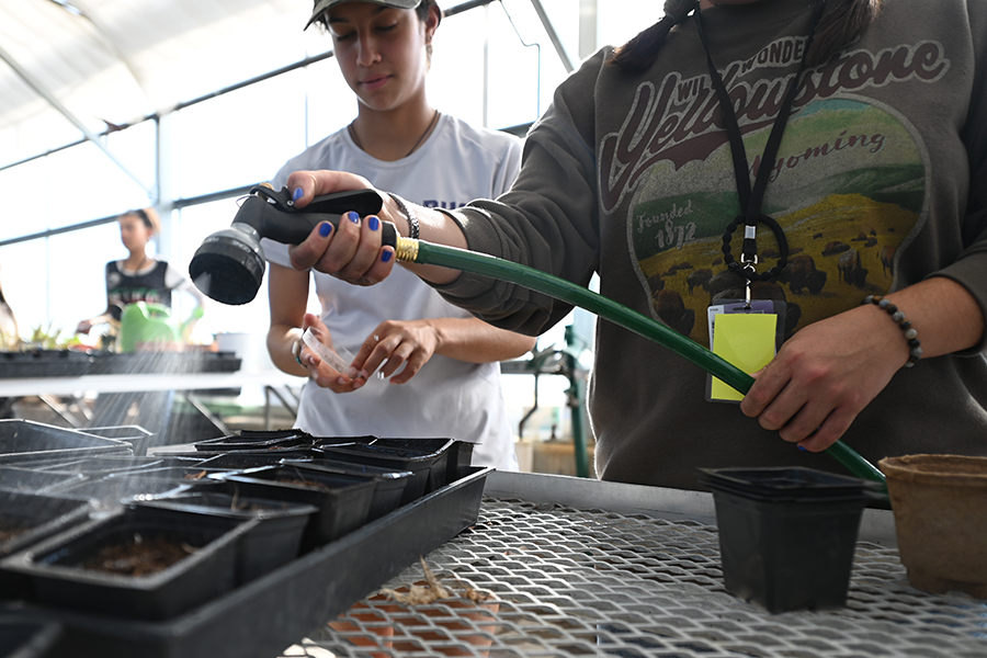 Senior Mallory Palacioz watering plants for the Gardening Club.
Photo by Ilan Ahmed